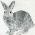 KingBunny yt