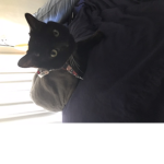 Black cats are lucky this cat is mine she saved me