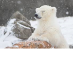 The hibernating bears