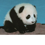 Panda love group