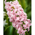 hyacinth!