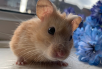 BOMBASTIC HAMSTER