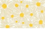 modern daisy