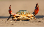 Crab Days