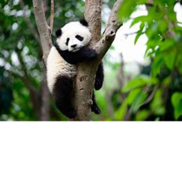 Panda Hangout!~~~