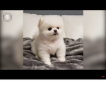 I love Dogs and cats sooo cute