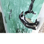 Mrs penguin