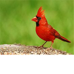 cardinals group