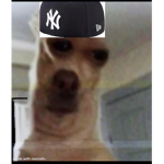 Dead Dogz
