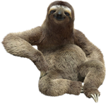 Sloths Now