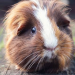 Limes GuineaPiggies