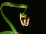 snake clan