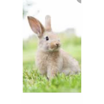 Real bunny’s united