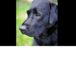 LabradorsCute