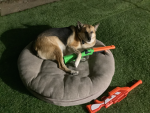 Corgi group ####