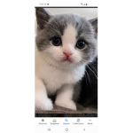 Cat's Kitten's Kitty's!