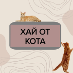 Хай от кота