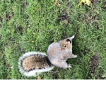 Squirrel United.