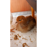 Flauschi