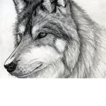 #TEAM WOLFY