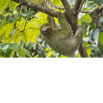 The Jumpy Sloths