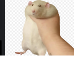 The Rats Republic