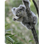 ~The koala club~