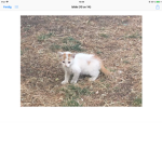Funny kittys GO!