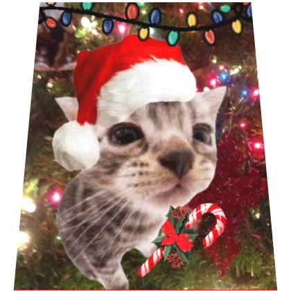 Funny Cat Christmas Cape