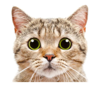 GATTINI_FOREVER