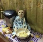 Kingdom of the planet of the cats