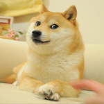 The doge empire (SS)
