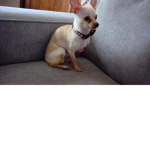 Bobby chihuahua