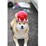 Octodoge group