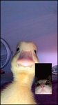 Gaming With The Sunshine Squad