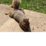 Squirrels united!!