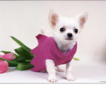 Chihuahua Hub