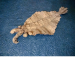 MudSkipper