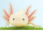 axolotl empires