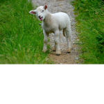 Sheeep