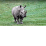 Robux Rhino