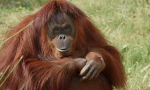 orangutan squad