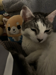 iheartcats…