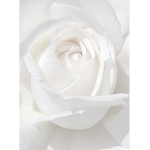 AlexRoseGalaxy Official Fan Group
