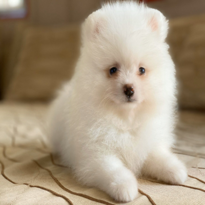 dog Roblox decal