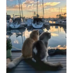 AIi is purr