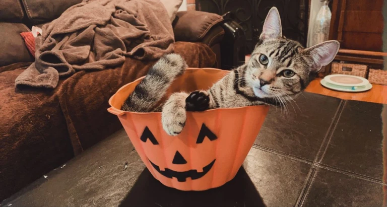🎃 RMA2 30M Halloween... 