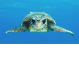 turtle fire A! 😎