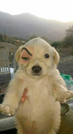 Apoyemos a los animales
