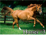 Horse Riders & Lovers